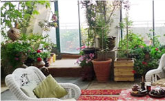室内摆放植物盆栽：